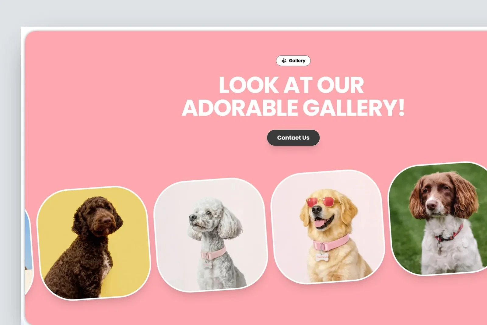 Dog Daycare & Boarding in Palm Beach
